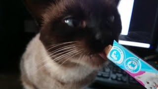 Кот кушает паштет! Дегустация прошла успешна! The cat is eating a new pate from Auchan!