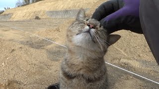 何か言いながら作業を見に来た猫