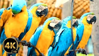 Beautiful Macaws on Planet🦜|| colourful birds || Rainforest birds || birds by Vicky's Vitality Vlog 73 views 12 days ago 1 minute, 33 seconds