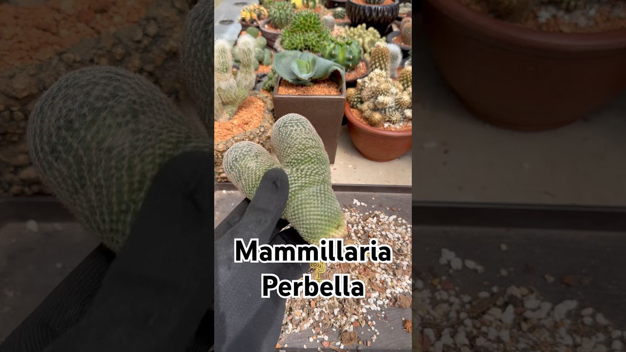 Repotting cacti Mammillaria Perbella  #cactus #cactusgarden #succulent # mammillaria #gardening - YouTube