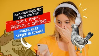 প্রচণ্ড গরমে কবুতর হিট স্ট্রোকে মারা যাওয়ার কারণ, লক্ষণ, চিকিৎসা ও প্রতিকার | Pigeon Heat Stroke