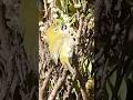 White - eye Enjoys Berries and Grooming