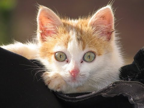 Vídeo: O Que Fazer Se O Seu Gato Tiver Diarreia