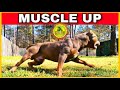 🔥 American Bully MUSCLE Excercise Training Tips 🔥