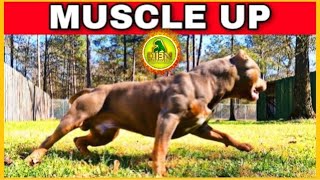Yard Workouts that Transform Your Dog's Physique