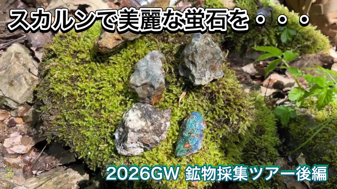 中国地方のスカルン 美麗な蛍石を探せ！ 2026GW 鉱物採集ツアー後編