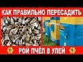 Как правильно пересадить рой пчёл в улей.