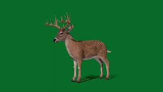 White-Tailed Male Deer