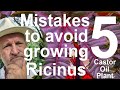 Five mistakes to avoid growing ricinus communis  castor oil plant