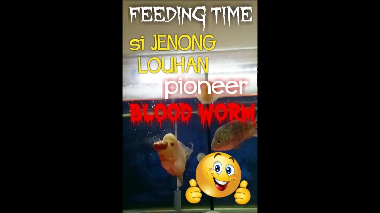 Feeding time pioneer freeze blood worm memberi  makan  