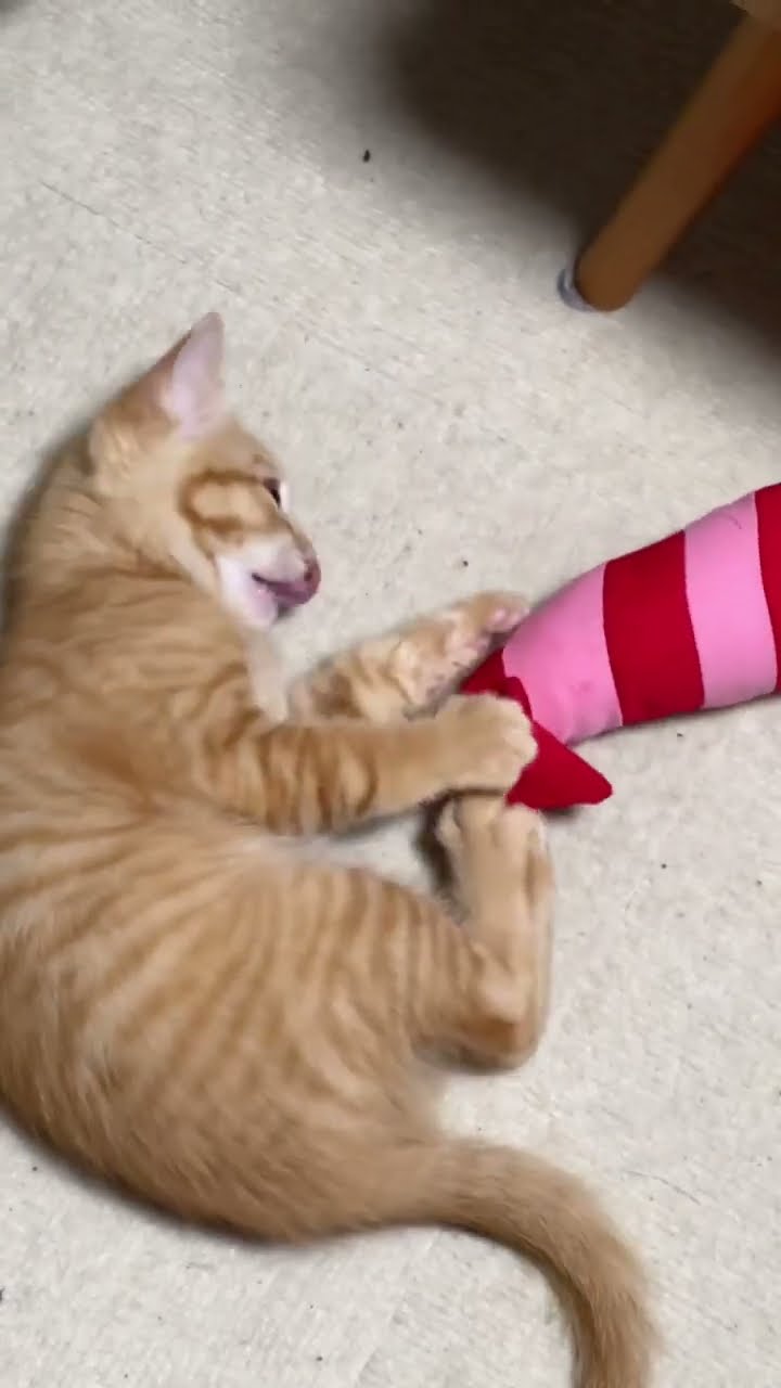 Funny  kitten top