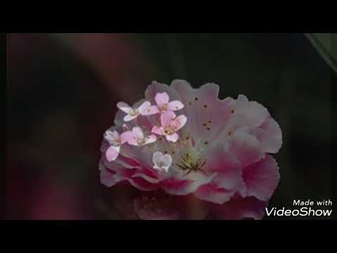 봄날,벚꽃 그리고 너-차세정 (오카리나연주 임소영)