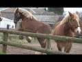 Playing and working Belgian draft horses