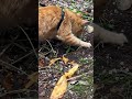 Morning Outside with Cheese.Aloha #orangetabby #cat #catbreed #cattype #cute #tabbykitten # kitten