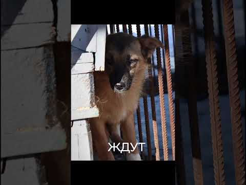 Они очень ждут ЧЕЛОВЕКА 🫂