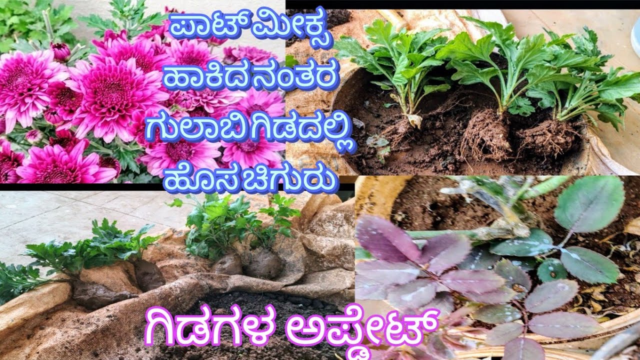 ಪಾಟ್ ಮೀಕ್ಸ ಹಾಕಿದ ನಂತರ ಗುಲಾಬಿ ಗಿಡದಲ್ಲಿ ದೊಡ್ಡ ದೊಡ್ಡ ಚಿಗುರುಗಳು