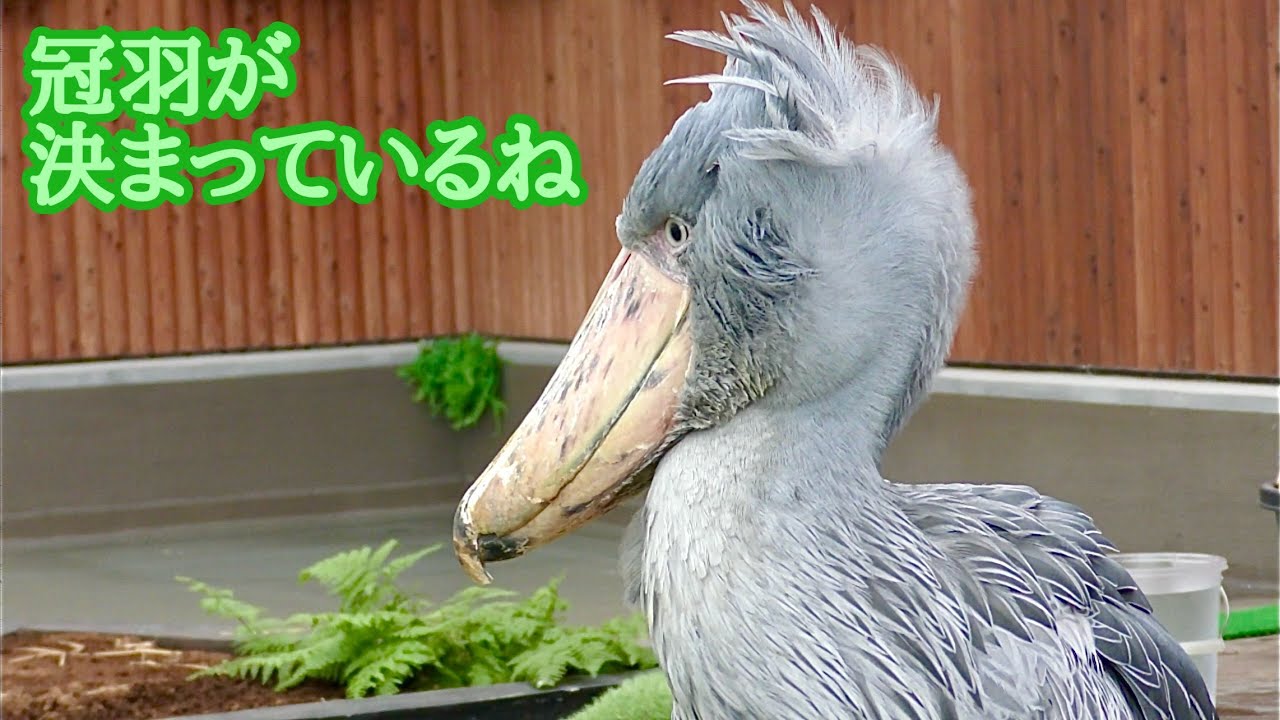 ハシビロコウ ふたばちゃん 冠羽が決まっているね【掛川花鳥園
