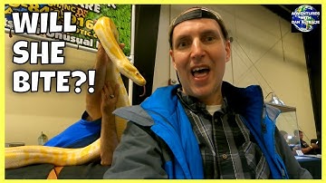 REPTICON: The Most Beautiful and Awesome Reptiles at the Reptile Expo!