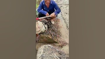 Sharing of the process of cleaning up stagnant water in rice fields