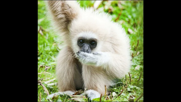 Lar Gibbon Enrichment by Nathan Kenyon