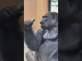 JA京都市のキュウリを食べるゴリラ/Momotaro, a gorilla, eating a cucumber donated by JA Kyoto City.
