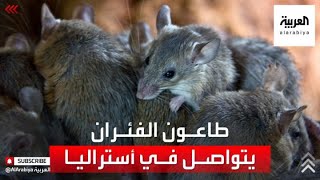 كابوس الفئران يحاصر أستراليا