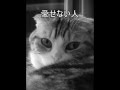 出演 ねこさん  愛せない人 (森恵カバー)