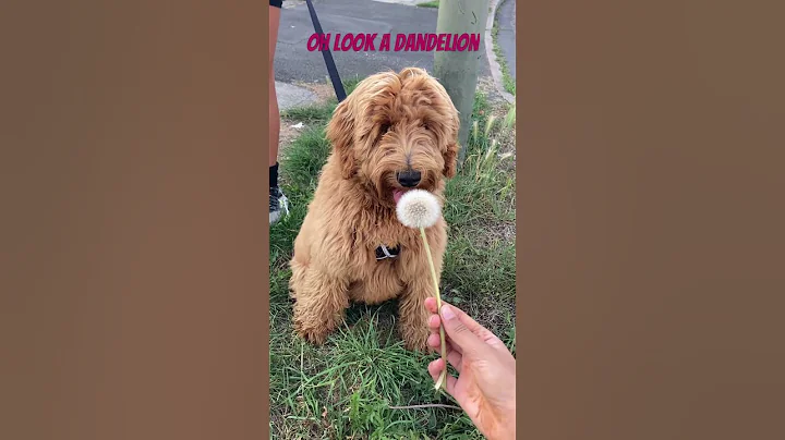 Oh look a dandelion #dog #shorts