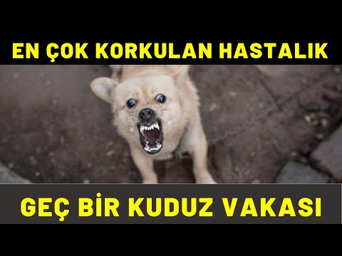 Video: Yerli Bir Kemirgenin Hasta Olduğu Nasıl Anlaşılır