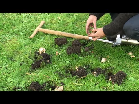 Video: Sådan Gemmes Afskårne Tulipaner Og Påskeliljer