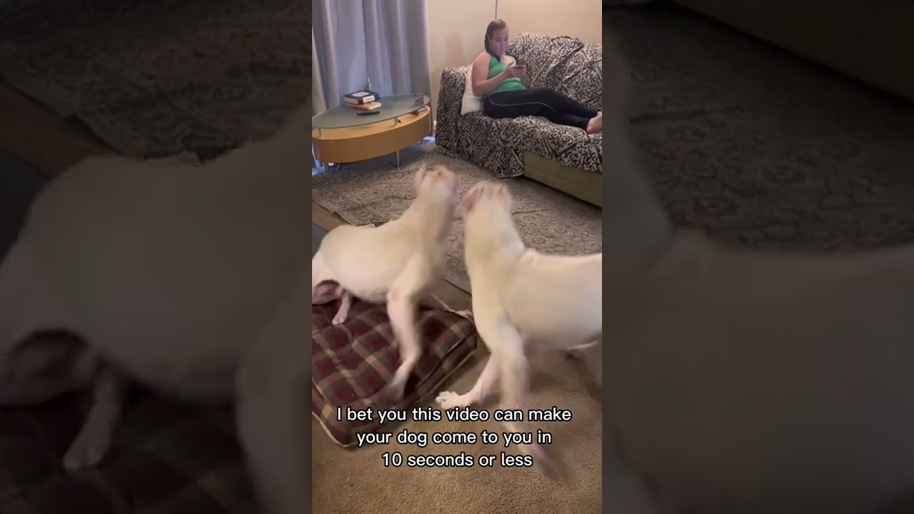 Cute Animal Funny Video 