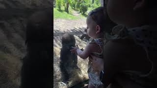 Baby Gorilla Meets Baby Human