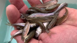 A Simple Way To Catch Sauger With A Jig & Minnow