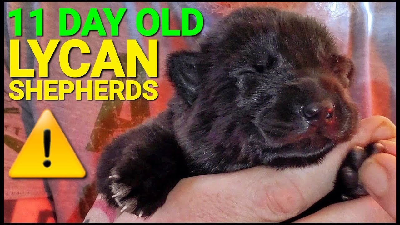 11 Day Old Lycan Shepherd Puppies