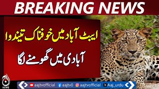 Leopard captured in Abbottabad after livestock attacks &ndash; Pakistan news