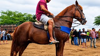 Os Melhores cavalos de Altinho no TV TOp vaquejada, #cavalo 