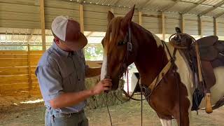 Ranger www.PlatinumEquineAuction.com