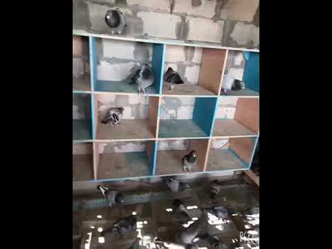 حاجه بسيطه جدا فرقت فى زيادة مدة طيران الحمام 