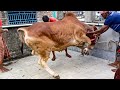 Beautiful Angry Red Bull Qurbani At Rooftop Puran Dhaka • Eid UL Azha • Cow Lover's