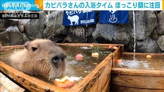 ほっこり顔でカピバラ入浴タイム　お風呂好きなワケ(2020年11月10日)