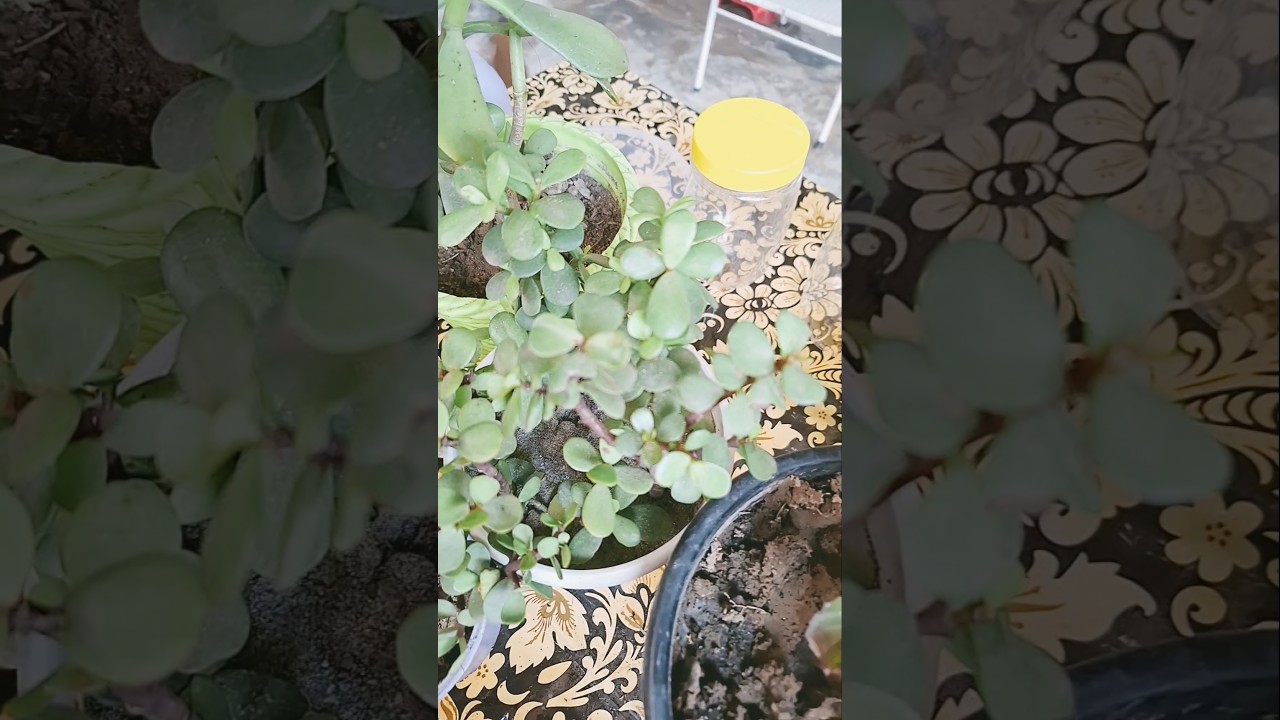 🌱Tips for jed plant 