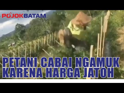 Petani Cabai Ngamuk Rusak Tanaman Karena Harga Jatoh