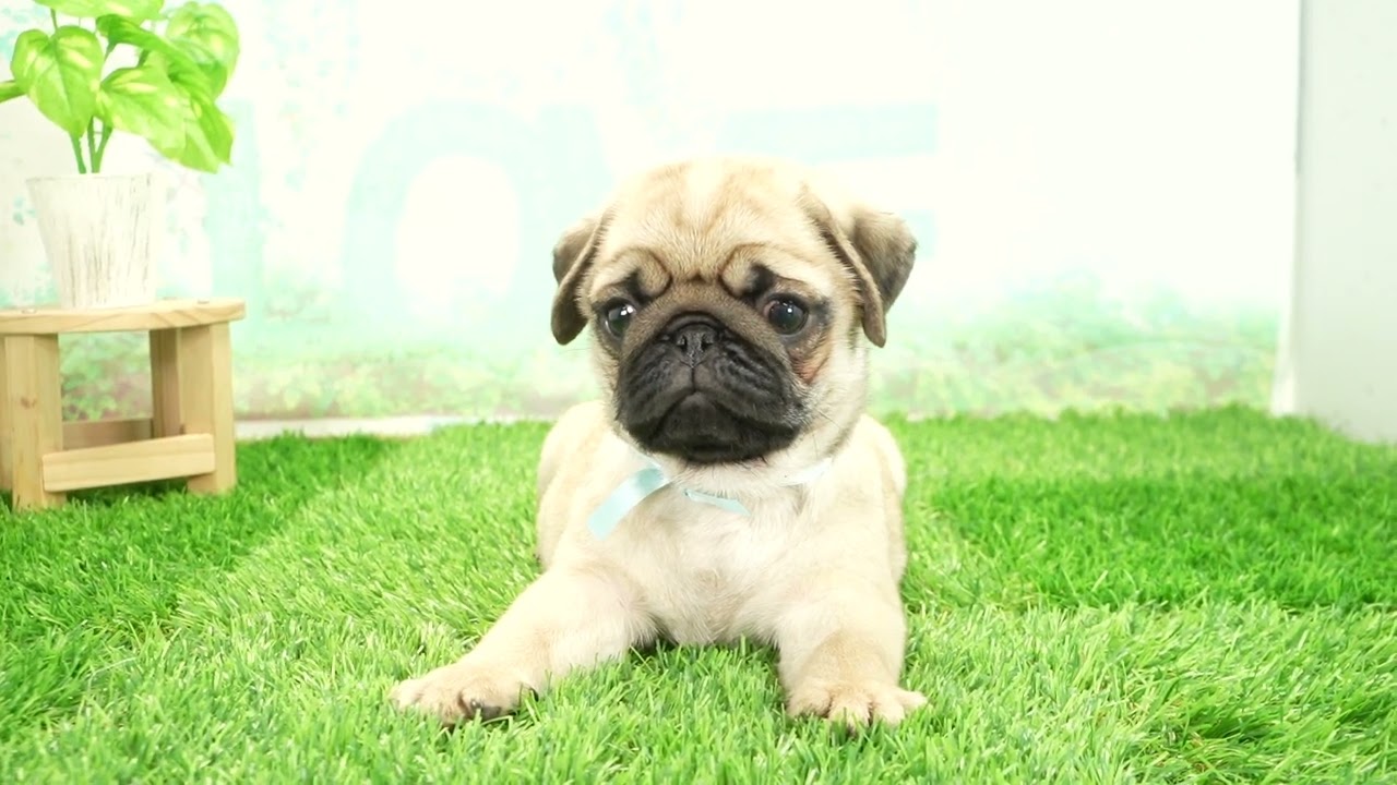 ペットショップcoo&riku No.00742718 パグ - YouTube