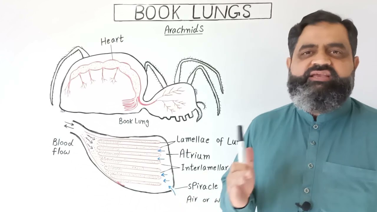 Book Lungs English medium @ Prof Masoodfuzail | Anatomy and Physiology of Book Lungs English medium