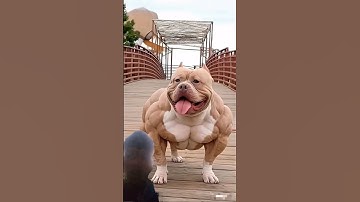 transformation alart ok #americanbully #trolledit #pitbull #bulldog #bullybreed #trolling #trollface