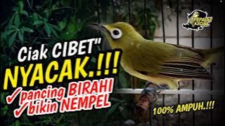 Ciak Ciak Kecial Kuning CIBET JOSS NYACAK‼️Ampuh Bikin BIRAHI dan JOSS NEMPEL‼️| PEPADU KECIAL
