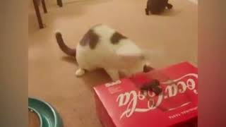 Kittens Are So Funny by Wild Wild Pets 101 views 5 years ago 3 minutes, 9 seconds