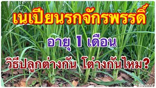 หญ้าเนเปียนรกจักรพรรดิ์ อายุ 1 เดือน วิธีปลูกต่างกัน โตต่างกันไหม?