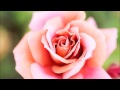 チャイコフスキー: バレエ音楽「くるみ割り人形」- 花のワルツ［ナクソス・クラシック・キュレーション #ゴージャス