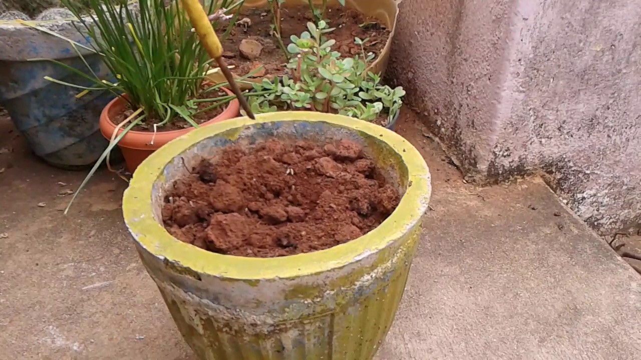 How to grow oregano / how to grow oregano from cutting / Oregano plant